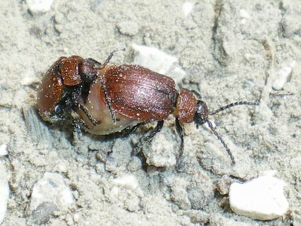 Galeruca rufa